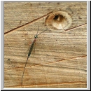 Perithous cf scurra - Schlupfwespe 01 10mm.jpg